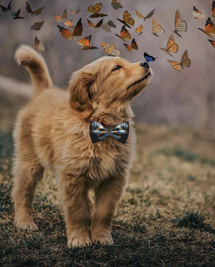 Бабочка села на нос пса с красной бабочкой, и этот кадр дал начало неожиданно доброму фотошоп-баттлу 35