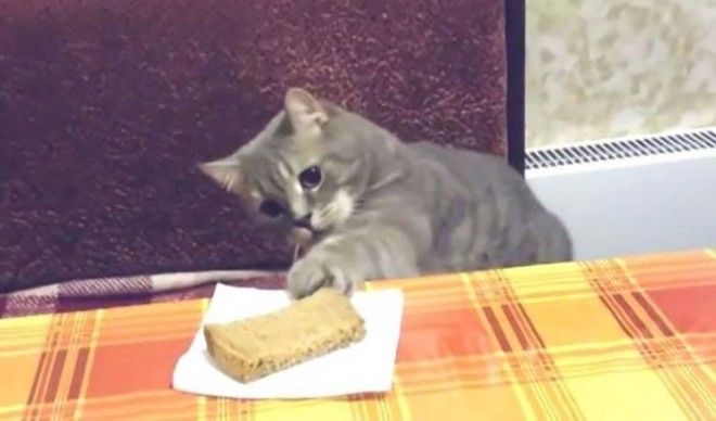 Боря, отдай булку! или почему кошки так любят хлеб 30