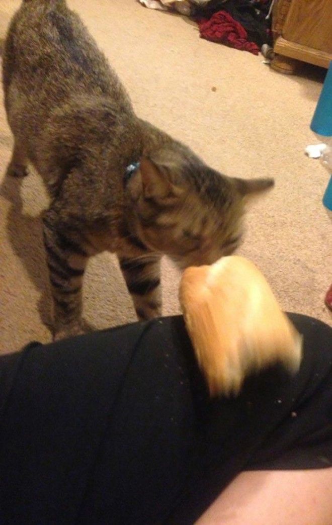 Боря, отдай булку! или почему кошки так любят хлеб 32