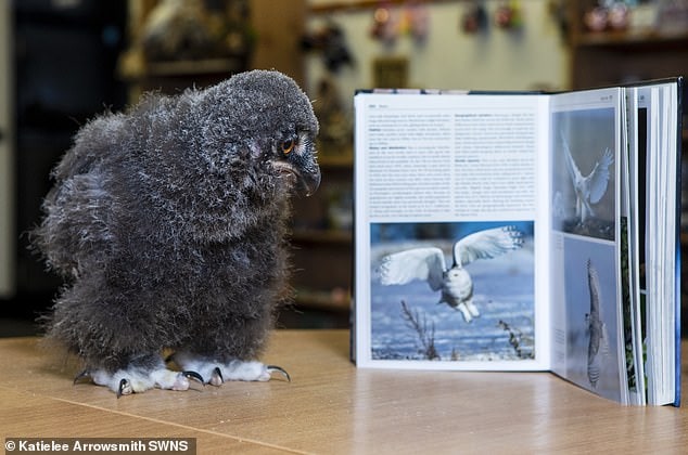 Этот птенец родился в шотландском совином Центре и теперь сидит на ресепшене. Его фотки просто чума! 28