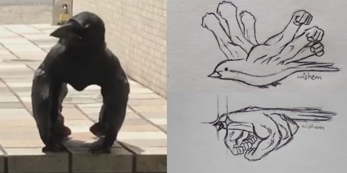 «Мускулистая ворона» покорила соцсети: пользователи рисуют арты, а учёные пытаются объяснить её позу 49