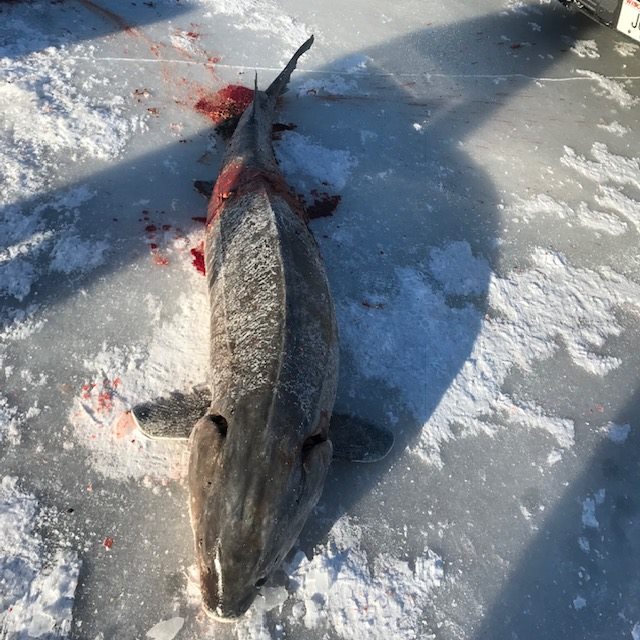 «А стоило ли убивать?»: в США рыбак поймал осетра-гиганта, которому было 130 лет 22