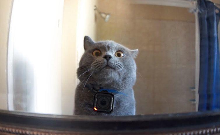Учёные повесили камеры на ошейники кошек и выяснили, как ведут себя пушистые, когда рядом нет людей 7