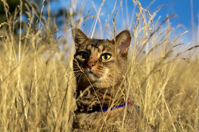 Учёные повесили камеры на ошейники кошек и выяснили, как ведут себя пушистые, когда рядом нет людей 8