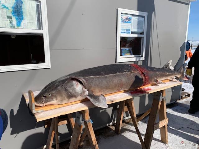 «А стоило ли убивать?»: в США рыбак поймал осетра-гиганта, которому было 130 лет 24