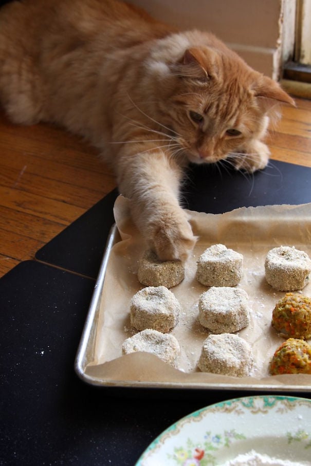15 невероятно целеустремленных котов, которые готовы на всё во имя еды 49