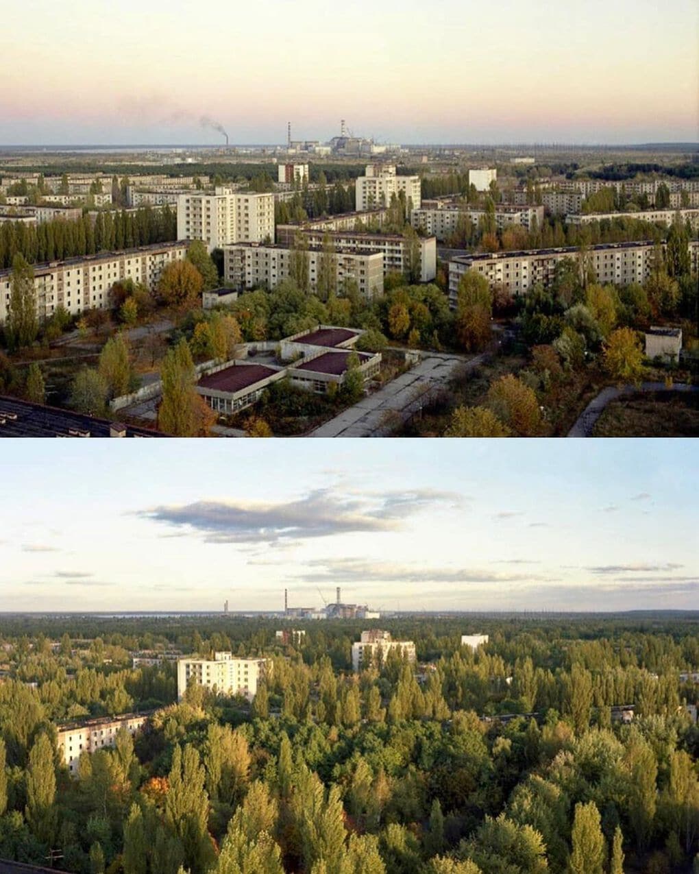 20 фотографий из Чернобыля, которые показывают, как природа восстанавливает заражённую землю 62
