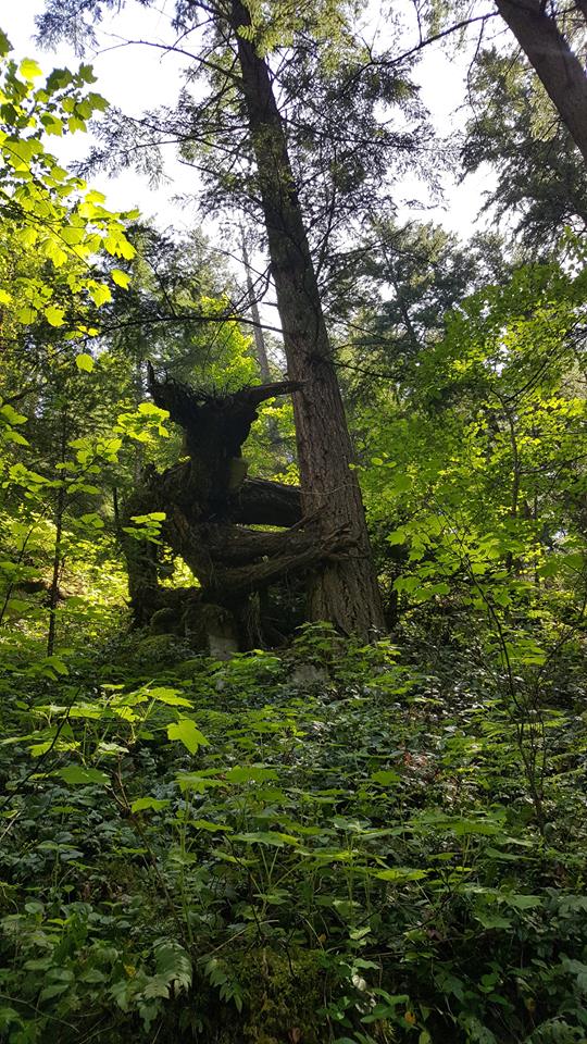 20 неожиданных и странных вещей, которые были найдены во время лесных прогулок 46