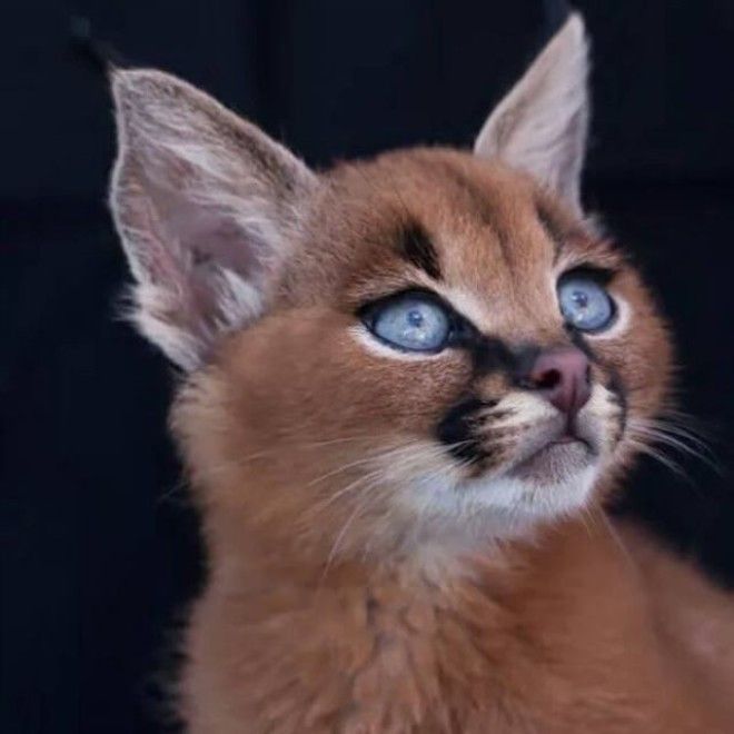 Котята каракала — одни из самых чудесных созданий на Земле