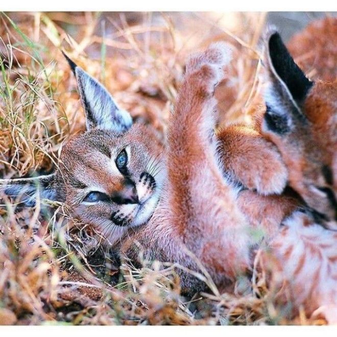 Котята каракала — одни из самых чудесных созданий на Земле