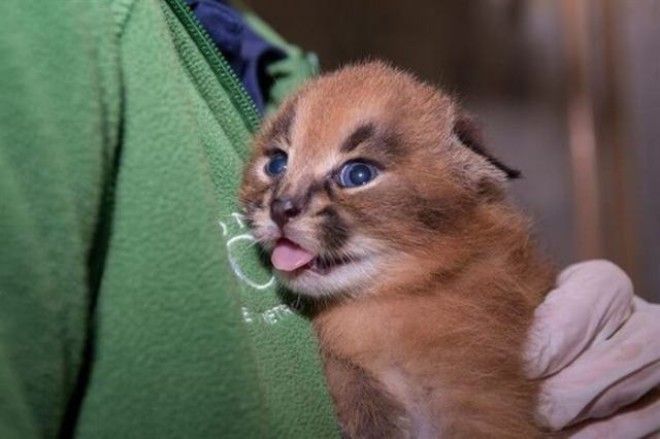 Котята каракала — одни из самых чудесных созданий на Земле