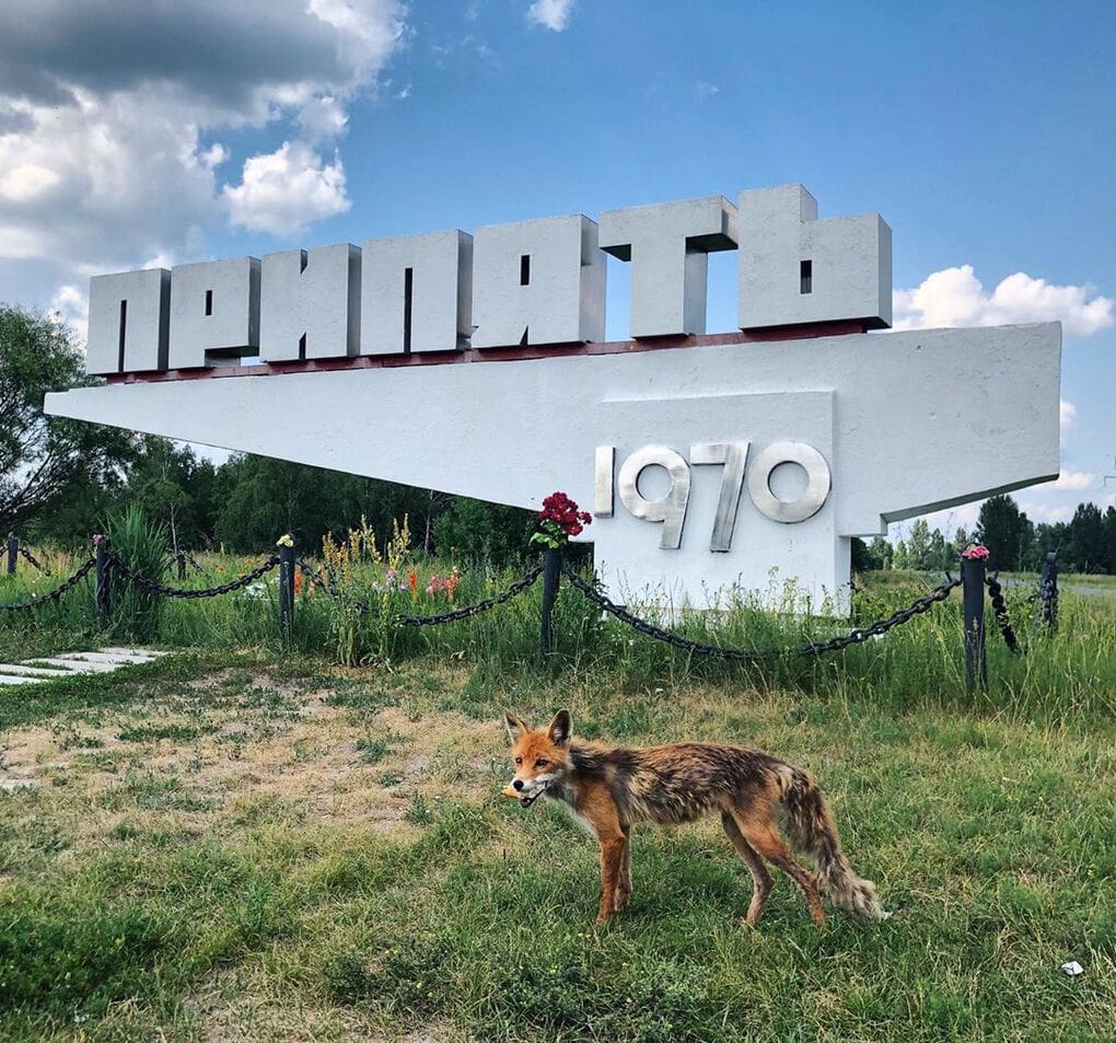 20 фотографий из Чернобыля, которые показывают, как природа восстанавливает заражённую землю 68