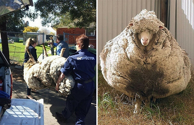 5 лет спустя: как может выглядеть овца, отбившаяся от стада 29