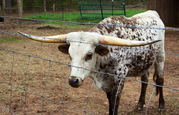 Гигантский бык стал мировым рекордсменом 34