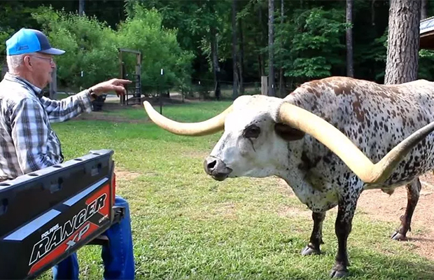 Гигантский бык стал мировым рекордсменом 40