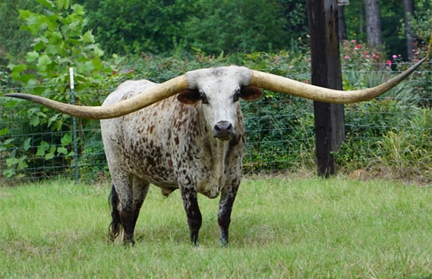Гигантский бык стал мировым рекордсменом 39