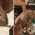 Домохозяйка приютила странную пухлую кошку без хвоста,а наутро узнала правду