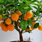 Маракуйя, лимоны, инжир и другие фрукты, которые можно вырастить в квартире