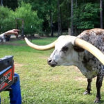 Гигантский бык стал мировым рекордсменом