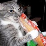 Боря, отдай булку! или почему кошки так любят хлеб
