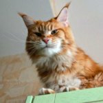 Мегапозитив: веселая история о дрессуре котиков и их хозяев