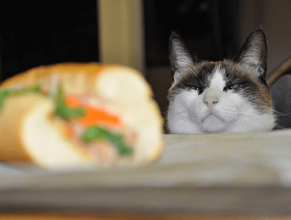 15 невероятно целеустремленных котов, которые готовы на всё во имя еды 41