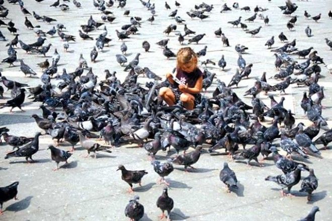 Санкции городских властей против голубей: чем птица мира насолила людям 38