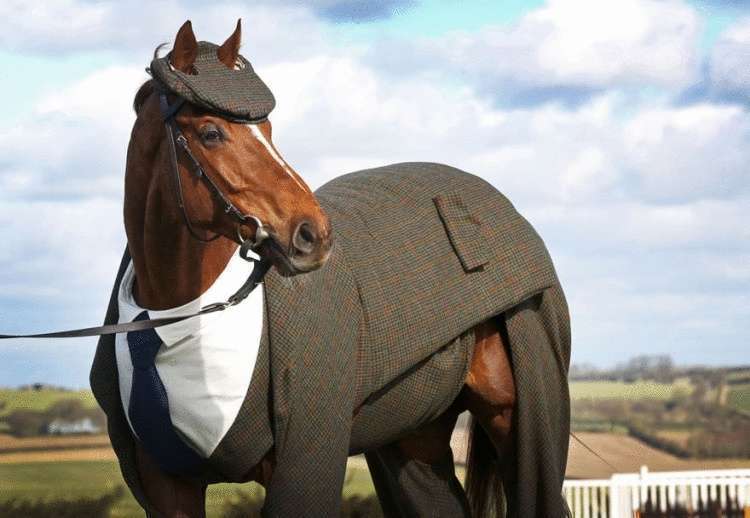 Для лошадки сшили по специальному заказ костюм-тройку! Конь в пальто отдыхает! 16