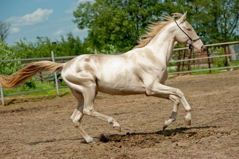 Подборка невероятно красивых лошадей Планеты 36