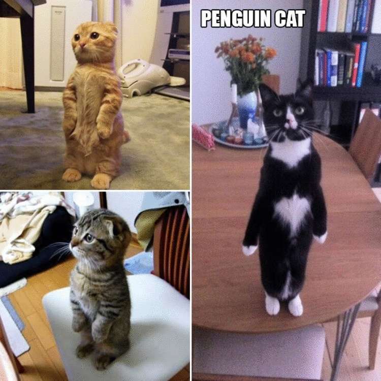 Смешные коты, которые умеют стоять на задних лапах 29