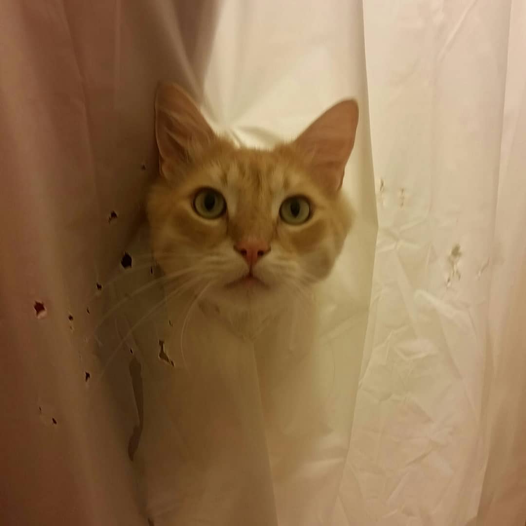 Кот рвал шторки в ванной, и хозяйка решила это исправить — она начала дополнять дырки рисунками 46