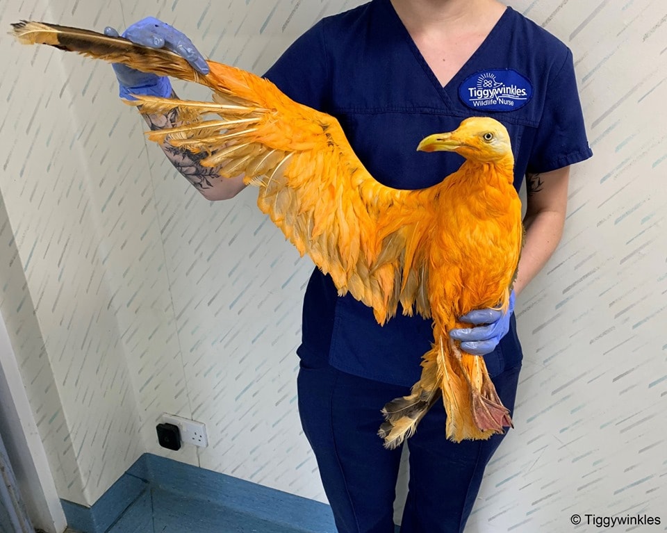 Эту жёлтую птицу нашли на трассе и привезли в больницу. Под ярким окрасом скрывалась хитрая чайка 13