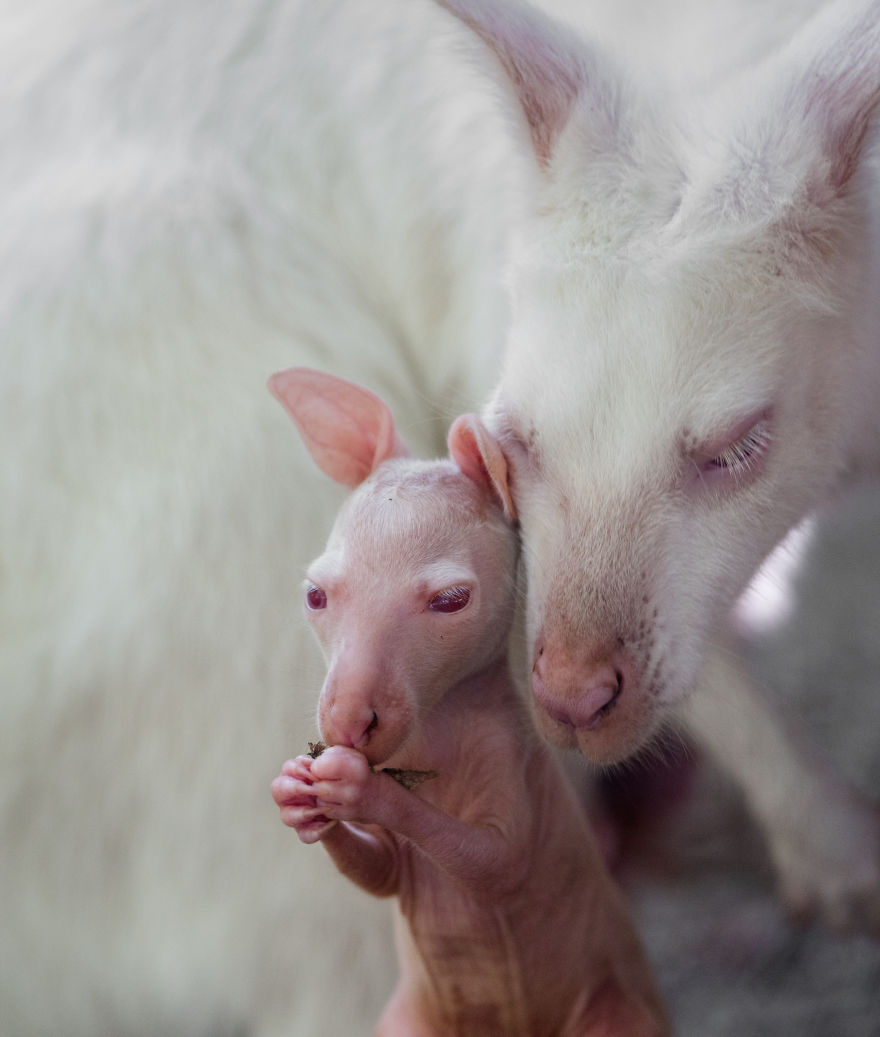 15 животных-альбиносов, которым белый идёт даже больше, чем естественный цвет 54