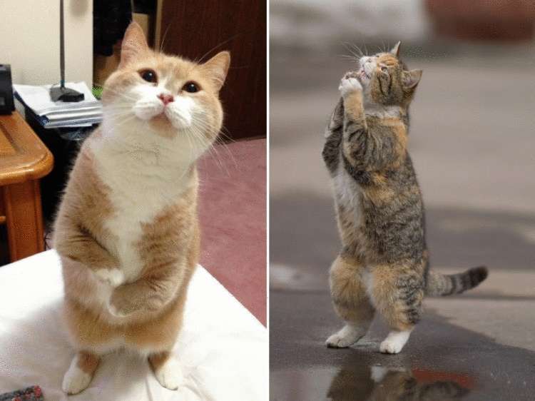 Смешные коты, которые умеют стоять на задних лапах 35