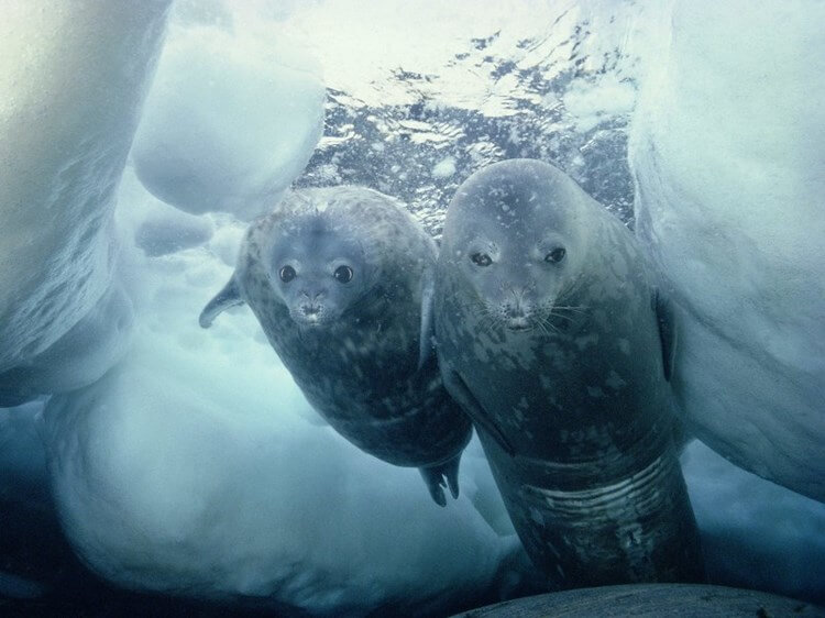 10 нереальных крутых фактов о холодной Антарктиде 35