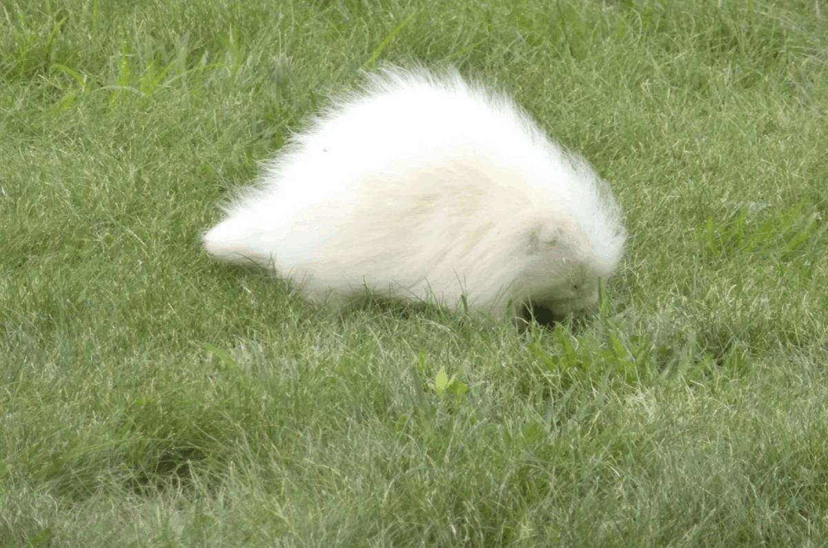 15 животных-альбиносов, которым белый идёт даже больше, чем естественный цвет 50