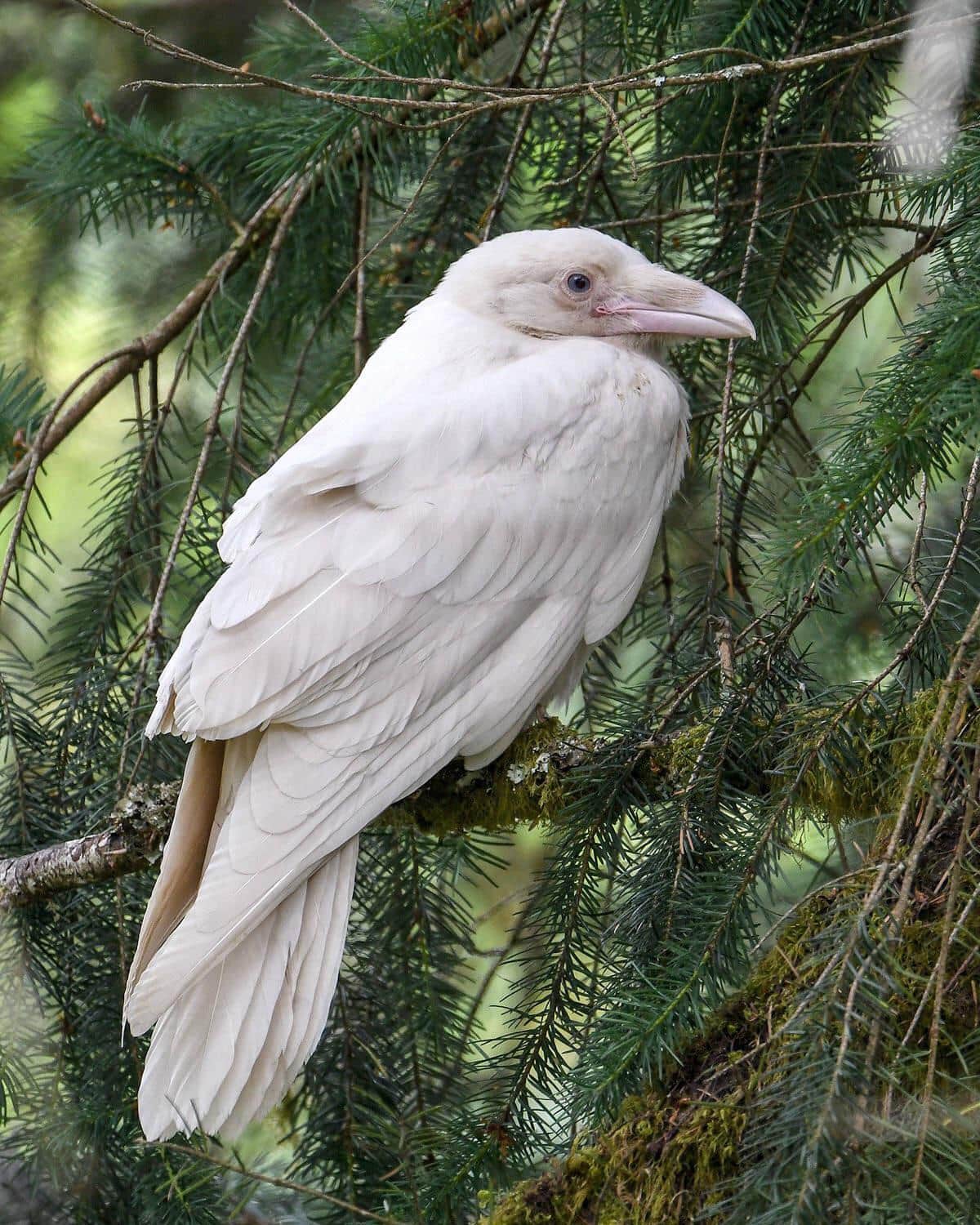 15 животных-альбиносов, которым белый идёт даже больше, чем естественный цвет 64