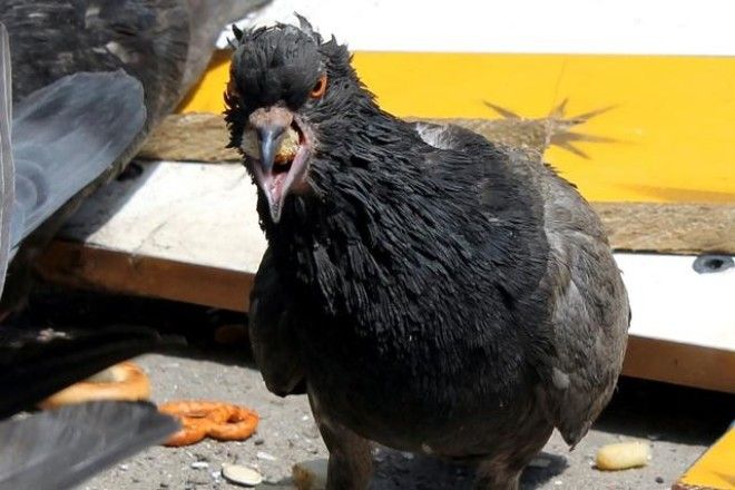 Санкции городских властей против голубей: чем птица мира насолила людям 37