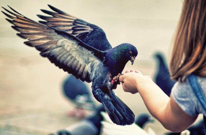 Санкции городских властей против голубей: чем птица мира насолила людям 40