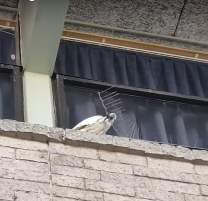«Свободу пернатым!»: австралийский попугай-бунтарь отрывает от стены антиптичьи шипы 22