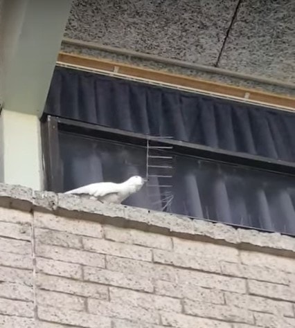«Свободу пернатым!»: австралийский попугай-бунтарь отрывает от стены антиптичьи шипы 23