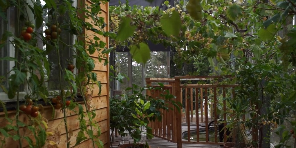 Шведская семья превратила свой дом в огромную теплицу, жизни в которой позавидуют не только помидоры 40