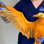 Эту жёлтую птицу нашли на трассе и привезли в больницу. Под ярким окрасом скрывалась хитрая чайка