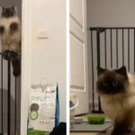 Элегантно прыгающий кот стал героем соцсетей