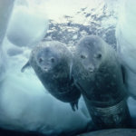 10 нереальных крутых фактов о холодной Антарктиде