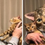 Японец создаёт реалистичные маски кошек для их хозяев, и это новый способ доказать питомцу свою любовь