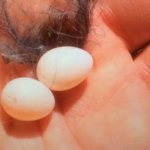 Молодой человек нашел во дворе два маленьких яйца и решил дать птенцам шанс на жизнь