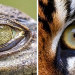 Тест: Угадайте животное по глазам