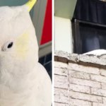 «Свободу пернатым!»: австралийский попугай-бунтарь отрывает от стены антиптичьи шипы