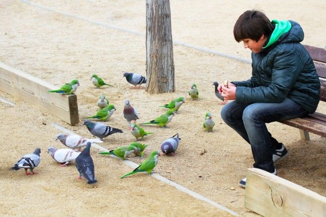 10 мест, где привычных для нас голубей заменяют экзотические животные 35